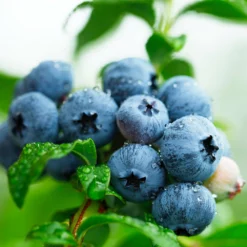 Fast Growing Trees Sweetheart Blueberry Bush Blueberry Bushes