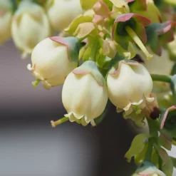 Fast Growing Trees Blueberry Bushes Sweetheart Blueberry Bush - USDA Organic