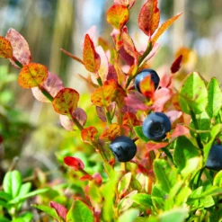 Fast Growing Trees Sweetheart Blueberry Bush Blueberry Bushes 11 Fast Growing Trees Sweetheart Blueberry Bush Blueberry Bushes