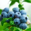 Fast Growing Trees Sweetheart Blueberry Bush Blueberry Bushes