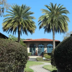 Fast Growing Trees Palm Trees Sylvester Palm