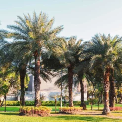 Fast Growing Trees Palm Trees Sylvester Palm