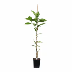 Fast Growing Trees Citrus Trees Tangelo Tree 9 Fast Growing Trees Citrus Trees Tangelo Tree