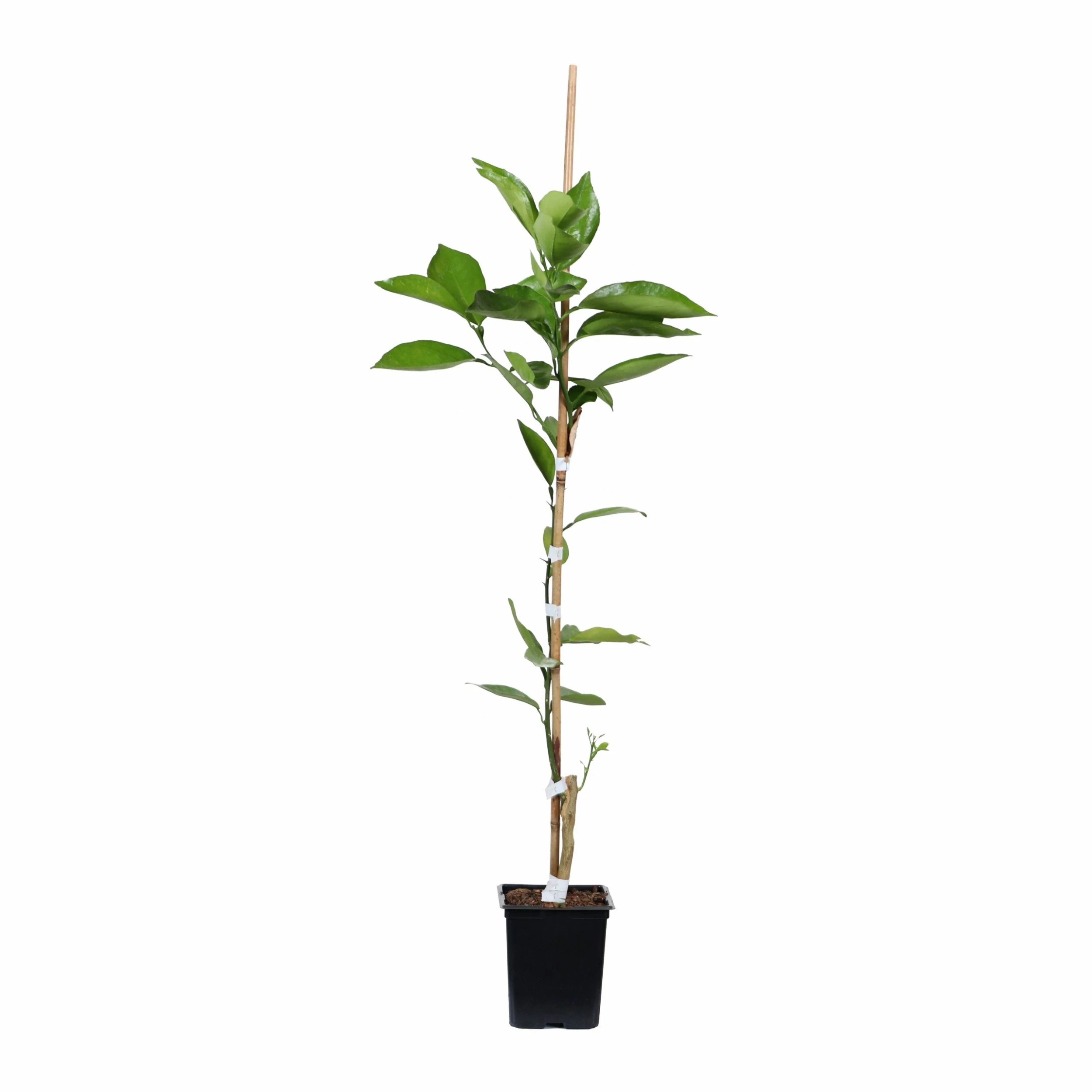 Fast Growing Trees Citrus Trees Tangelo Tree 6 Fast Growing Trees Citrus Trees Tangelo Tree
