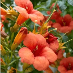 Fast Growing Trees Tangerine Beauty Crossvine See All Shrubs & Hedges