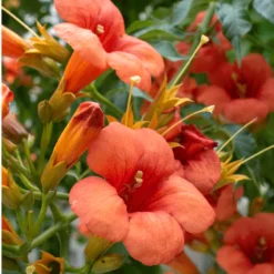 Fast Growing Trees Tangerine Beauty Crossvine See All Shrubs & Hedges