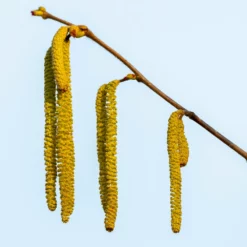 Fast Growing Trees Nut Trees Theta Filbert Hazelnut