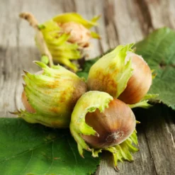 Fast Growing Trees Nut Trees Theta Filbert Hazelnut