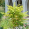 Fast Growing Trees Tiger Eyes Sumac Shrub See All Shrubs & Hedges