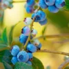 Fast Growing Trees Blueberry Bushes Toro Blueberry Bush 1 Fast Growing Trees Blueberry Bushes Toro Blueberry Bush