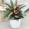 Fast Growing Trees Colorful Foliage Trees & Shrubs Tricolor Ginger Plant