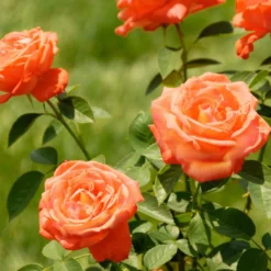 Fast Growing Trees Tropicana Rose Roses