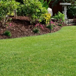 Fast Growing Trees TurboTurf™ Tall Fescue Grass Seed Erosion Control