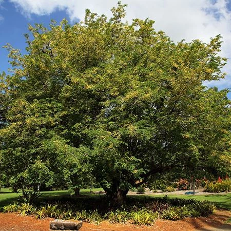 Fast Growing Trees Tamarind Tree 6 Fast Growing Trees Tamarind Tree