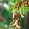 Fast Growing Trees Tamarind Tree