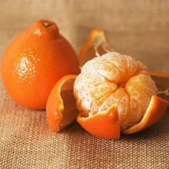 Fast Growing Trees Citrus Trees Tangelo Tree 8 Fast Growing Trees Citrus Trees Tangelo Tree