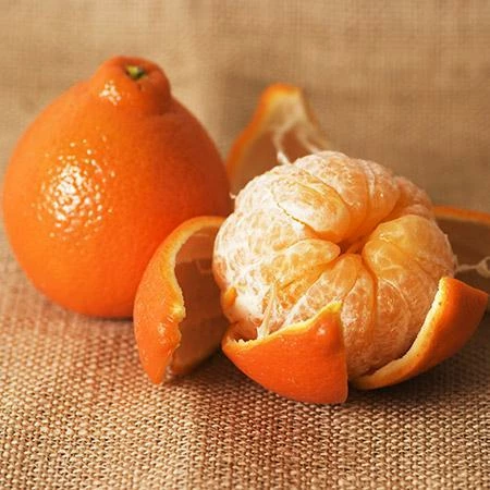 Fast Growing Trees Citrus Trees Tangelo Tree 5 Fast Growing Trees Citrus Trees Tangelo Tree