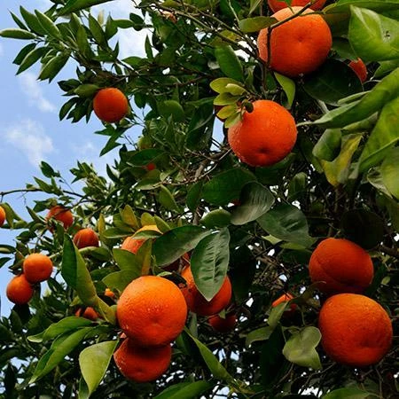 Fast Growing Trees Citrus Trees Tangelo Tree 4 Fast Growing Trees Citrus Trees Tangelo Tree