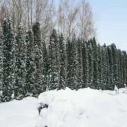 Fast Growing Trees Juniper Trees Taylor Juniper Tree