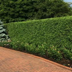 Fast Growing Trees Techny' Cold Hardy Thuja Tree Arborvitae Trees 7 Fast Growing Trees Techny' Cold Hardy Thuja Tree Arborvitae Trees