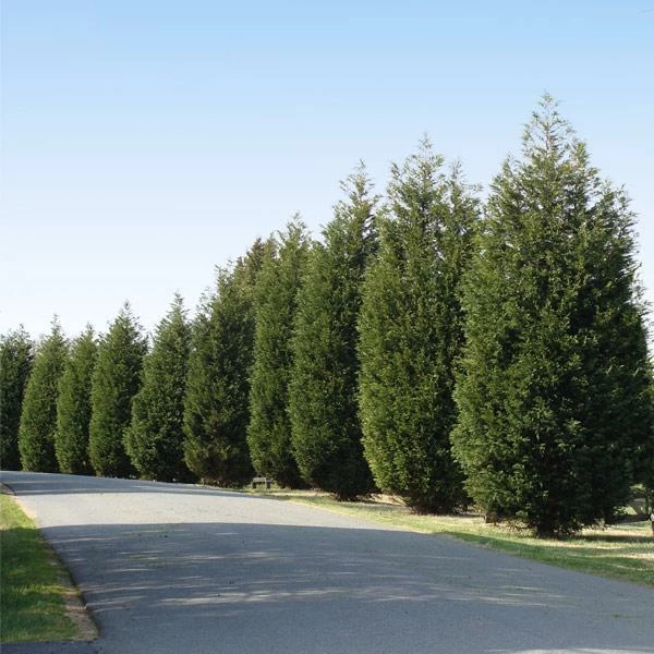 Fast Growing Trees Techny' Cold Hardy Thuja Tree Arborvitae Trees 3 Fast Growing Trees Techny' Cold Hardy Thuja Tree Arborvitae Trees