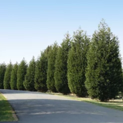 Fast Growing Trees Techny' Cold Hardy Thuja Tree Arborvitae Trees