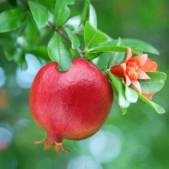 Fast Growing Trees See All Fruit Trees Texas Pink Pomegranate Tree