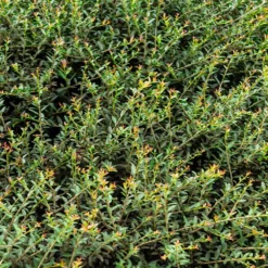 Fast Growing Trees Pride Of Houston Yaupon Holly