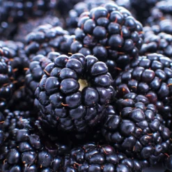 Fast Growing Trees Blackberry Bushes Thornless Blackberry 8 Fast Growing Trees Blackberry Bushes Thornless Blackberry