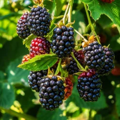 Fast Growing Trees Blackberry Bushes Thornless Blackberry