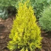 Fast Growing Trees Arborvitae Trees Thuja Golden Spire