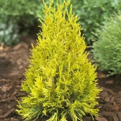 Fast Growing Trees Arborvitae Trees Thuja Golden Spire
