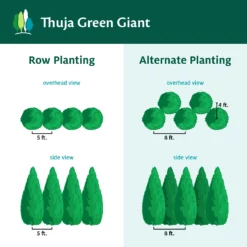Fast Growing Trees Thuja Green Giant Arborvitae Trees