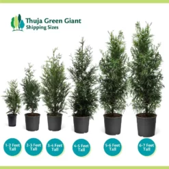 Fast Growing Trees Thuja Green Giant Arborvitae Trees