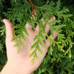 Fast Growing Trees Thuja Green Giant Arborvitae Trees