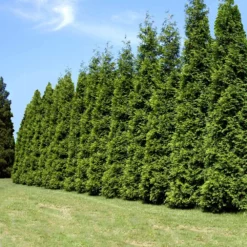 Fast Growing Trees Thuja Green Giant Arborvitae Trees