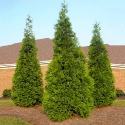Fast Growing Trees See All House & Patio Warm-Climate Privacy Kit