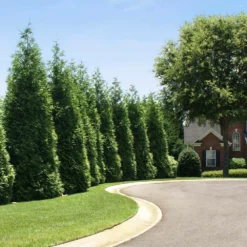 Fast Growing Trees Thuja Green Giant Arborvitae Trees