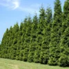 Fast Growing Trees Thuja Green Giant Arborvitae Trees