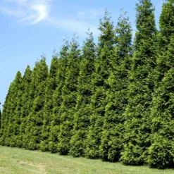 Fast Growing Trees Thuja Green Giant Arborvitae Trees