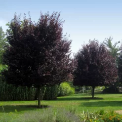Fast Growing Trees Thundercloud Plum Tree
