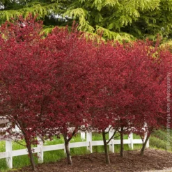 Fast Growing Trees Thundercloud Plum Tree
