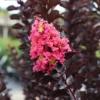Fast Growing Trees Crape Myrtles Thunderstruck™ Coral Boom™ Crape Myrtle Tree