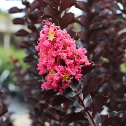 Fast Growing Trees Crape Myrtles Thunderstruck™ Coral Boom™ Crape Myrtle Tree