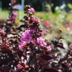 Fast Growing Trees Crape Myrtles Thunderstruck™ Lavender Blast™ Crape Myrtle Tree