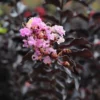 Fast Growing Trees Crape Myrtles Thunderstruck™ Lavender Blast™ Crape Myrtle Tree