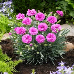 Fast Growing Trees Scent First® Tickled Pink Dianthus Plant See All Shrubs & Hedges