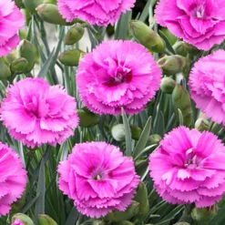 Fast Growing Trees Scent First® Tickled Pink Dianthus Plant See All Shrubs & Hedges