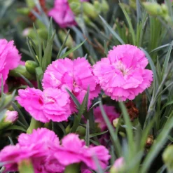 Fast Growing Trees Scent First® Tickled Pink Dianthus Plant See All Shrubs & Hedges
