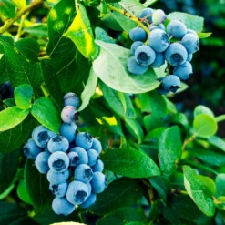 Fast Growing Trees Blueberry Bushes Tifblue Blueberry Bush 10 Fast Growing Trees Blueberry Bushes Tifblue Blueberry Bush